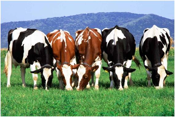 Cows helped in the treatment of AIDS
