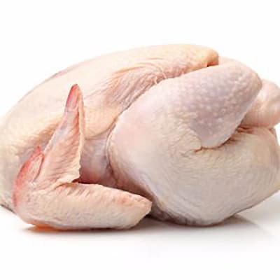 pollo
