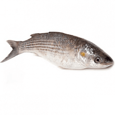 pesce cefalo