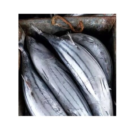 Fresh Frozen Bullet Tuna fish