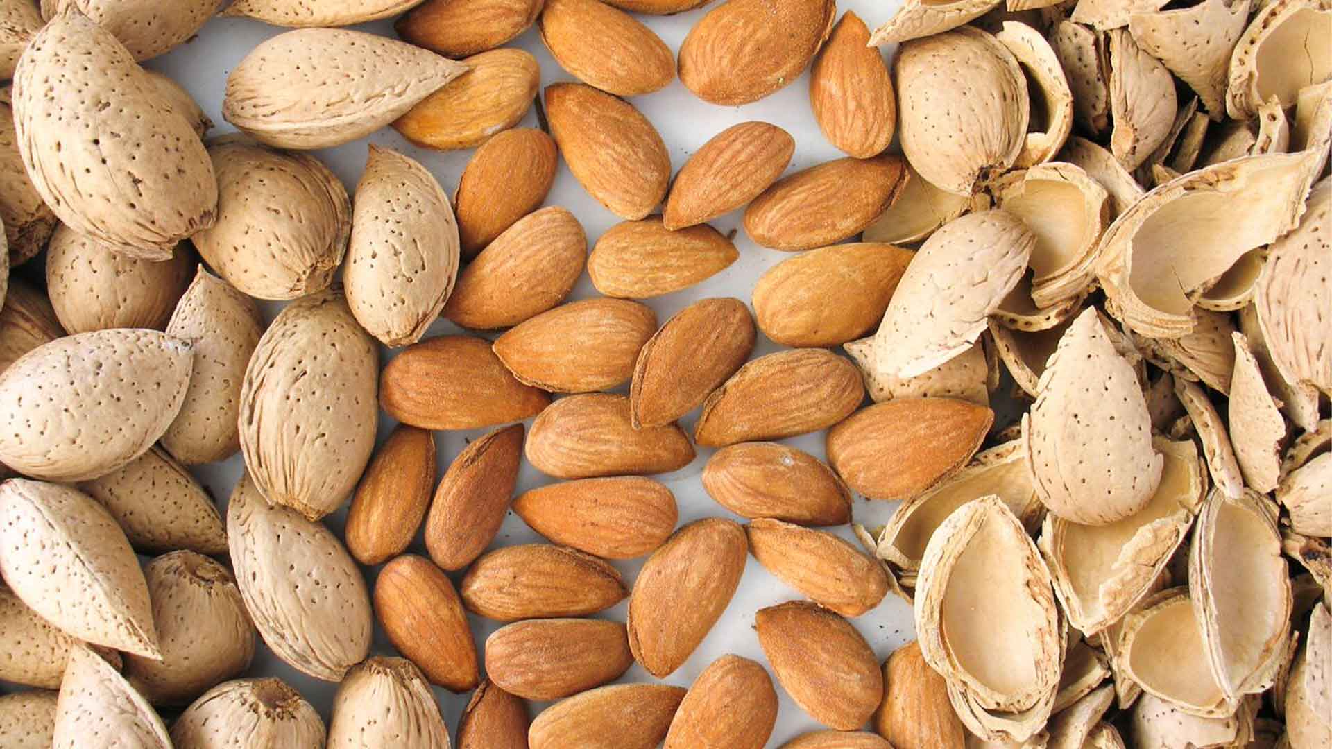 بادام سنگی بهتر است یا بادام مامایی؟