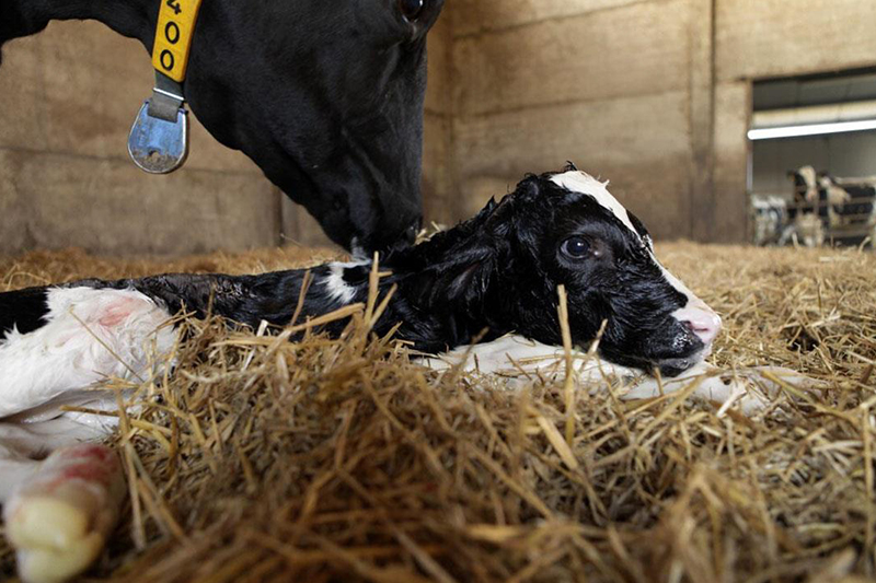 Difficulty in dairy cows and its impact on the occurrence of lameness and milk composition