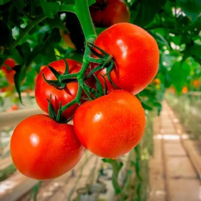 Cluster tomato Farmers