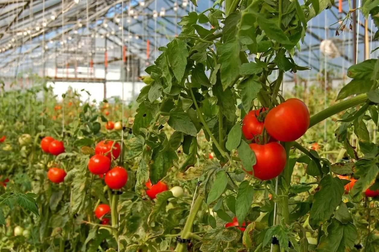 The effect of trellis on tomato plant