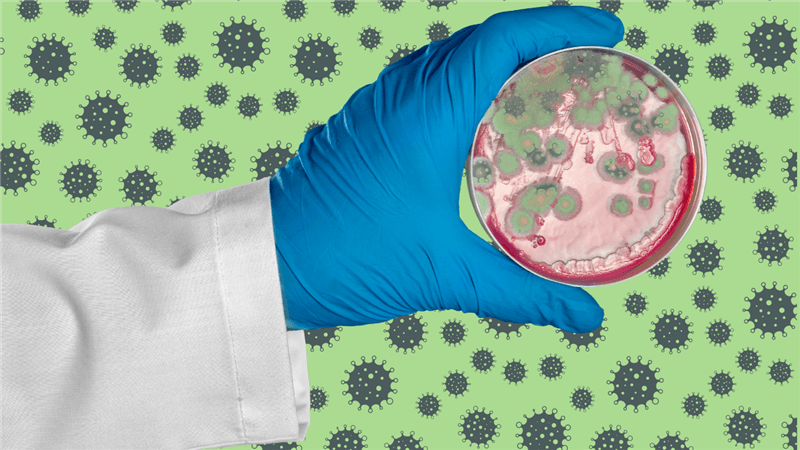 La necesidad de una estrategia de gestión del riesgo de micotoxinas en la producción avícola.