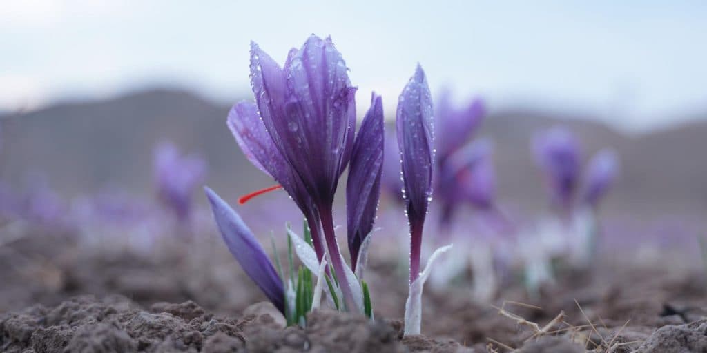 Saffron, the red gold of Iran and its position in the world