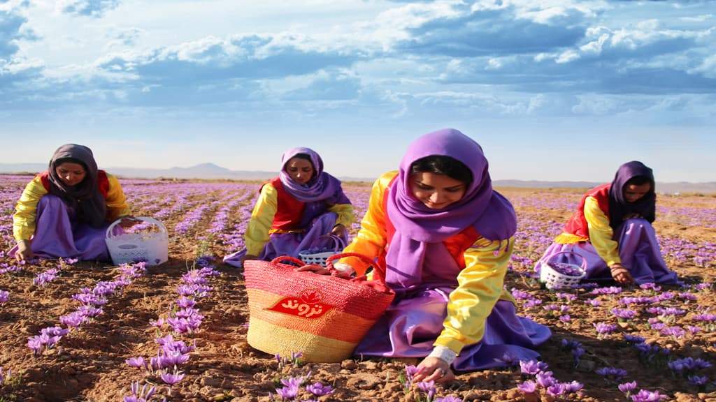 The process of planting, harvesting, and processing saffron at Teravand Saffron Company