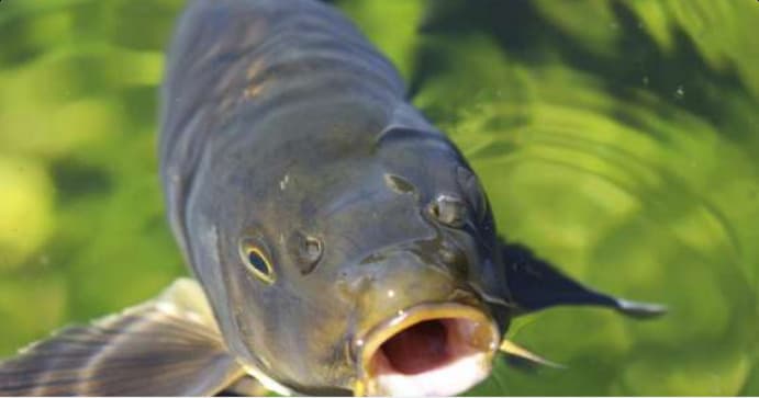 Introduction to Carp Fish