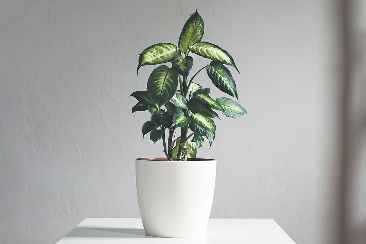 Culture de la plante d'intérieur Dieffenbachia