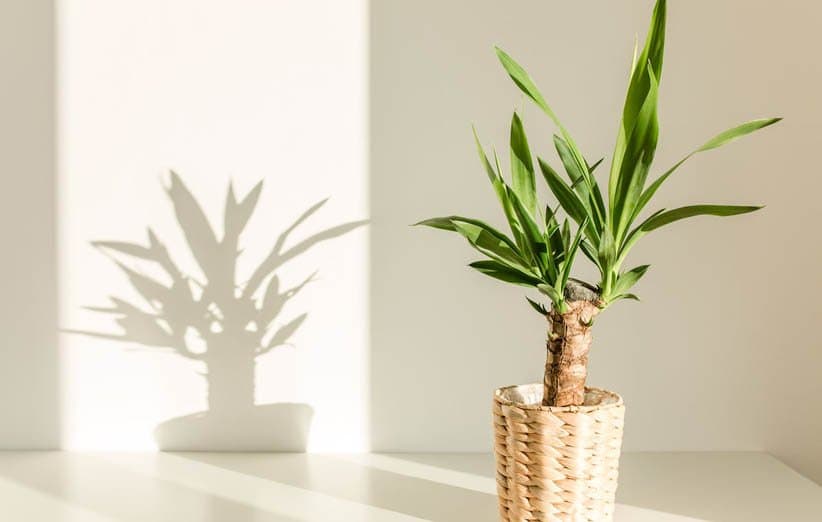 Cultivo de la planta yuca en casa