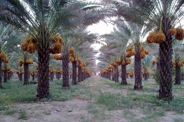 Die Produktion von Datteln im Iran hat einen neuen Rekord erreicht.