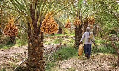 Dates as a natural remedy for treating constipation