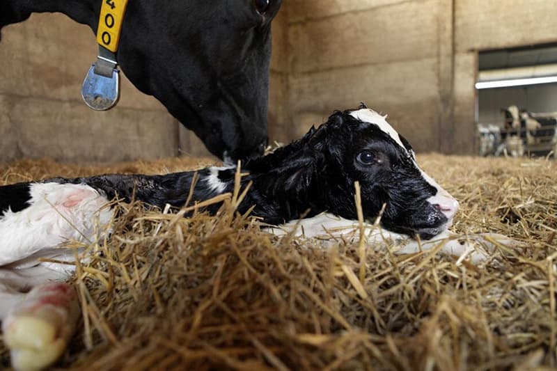 Parto en vacas lecheras y su impacto en la incidencia de cojeras y la composición de la leche.