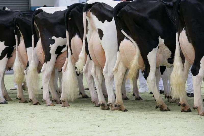 Ungleichgewicht der mikrobielle Population im Pansen und dessen Zusammenhang mit Mastitis bei Milchkühen