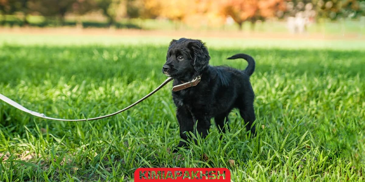 Guide d'utilisation du collier d'éducation pour chien