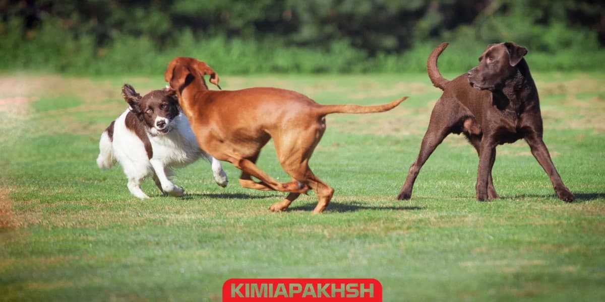 Köpekler ve kedilerin sosyalleşmesi için rehber