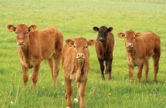 Efecto de la adición de sacarosa con y sin sal cálcica en el rendimiento, fermentación del rumen, digestibilidad de nutr