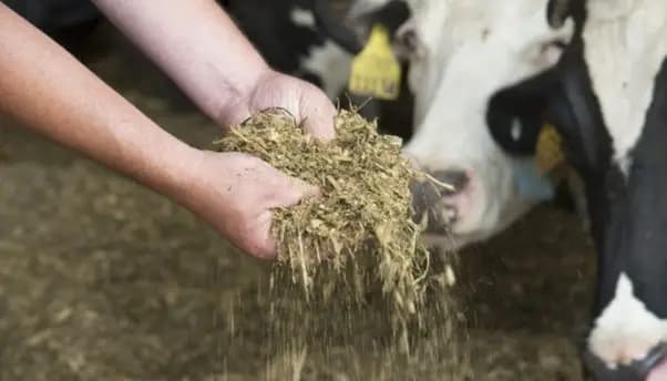 Quelle est l'importance de la période d'adaptation nutritionnelle chez les ruminants dans l'élevage bovin ?