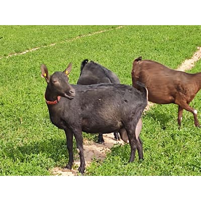 The Murcian goat of Granada, Spain