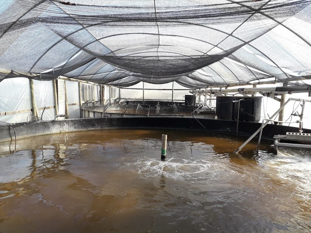 The application of shade nets in fish farming pools