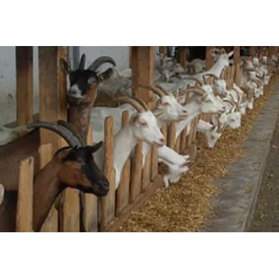 Vormischung von Ziegenmilch