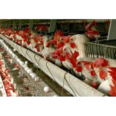 Eierlegende Hühner- und Zuchtfutter