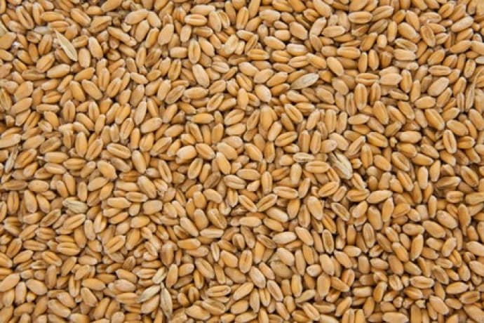 Introduction of six high-fiber poultry feeds along with their benefits