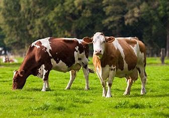 Hypocalcémie chez les vaches laitières