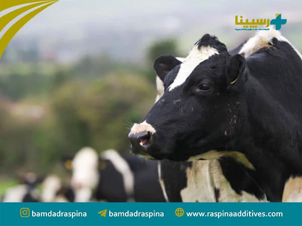 L'impact des maladies virales sur la fertilité des vaches laitières