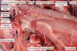 Utilisation de suppléments d'iode dans l'alimentation des oiseaux.