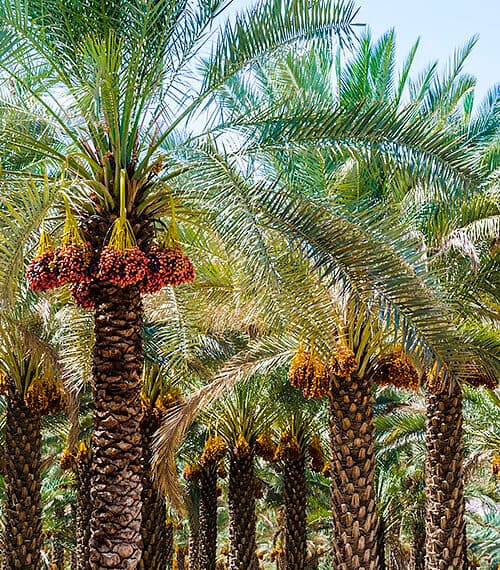 Exportation de dattes d'Iran vers l'Inde