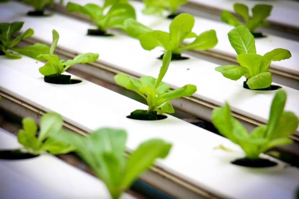 Aplicación de plásticos en el cultivo sin suelo (sistema hidropónico)