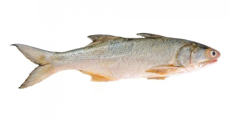 Rashko fish