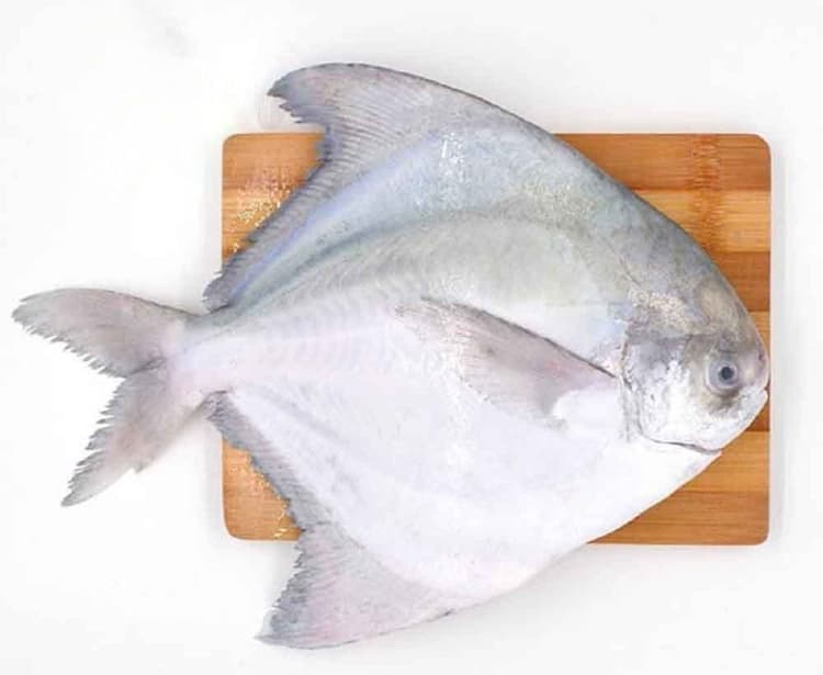 Zebidi fish